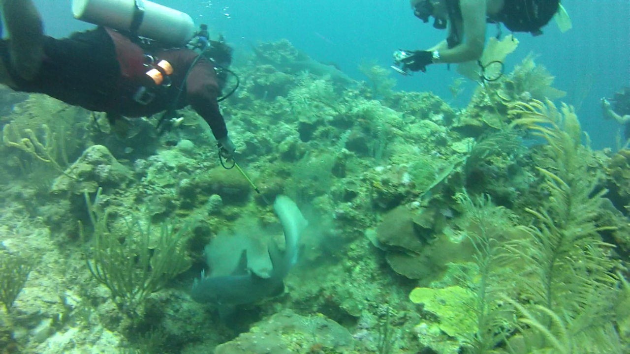 Nurse Shark Eats Lion Fish