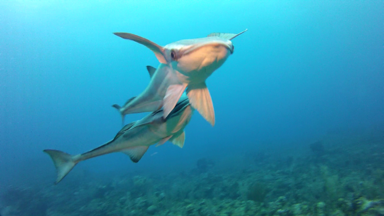 Remora Video